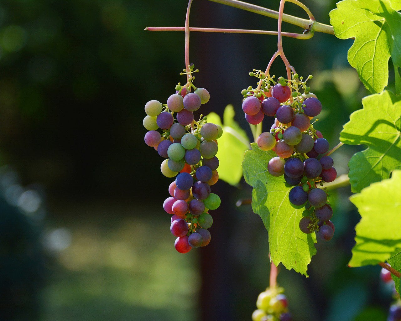 Foto: Weltreise mit Wein und Gesang: Americana (in Kooperation Oper Wuppertal)
